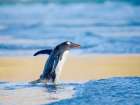 Gentoo Penguin during early morning at the coastline. Falkland Islands, Saunders Island. Art Print
